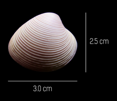 Lamelliconcha vinacea