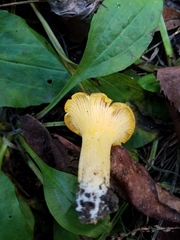 Cantharellus chicagoensis