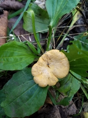 Cantharellus chicagoensis