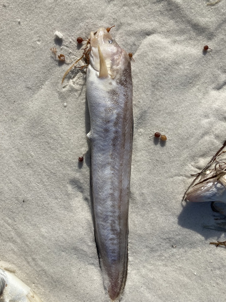 Crested Cusk-eel