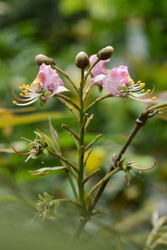 Hiptage acuminata