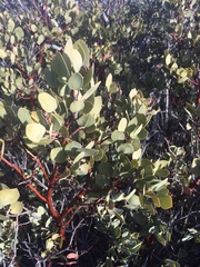 Arctostaphylos glauca