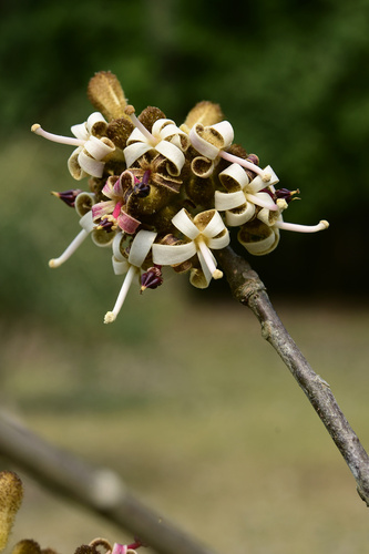 Firmiana kerrii