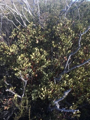 Arctostaphylos glauca