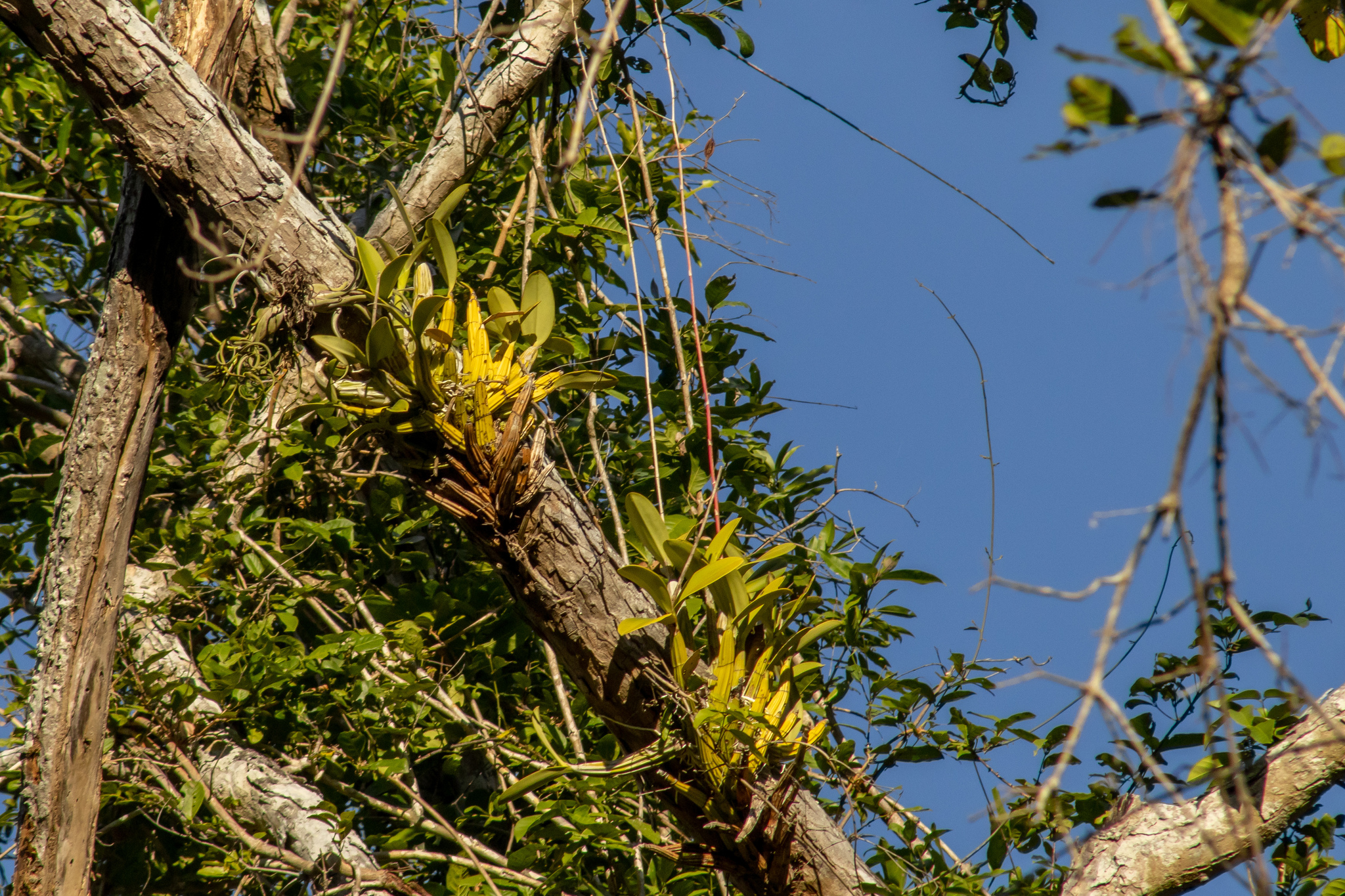 Myrmecophila galeottiana (A.Rich.) Rolfe