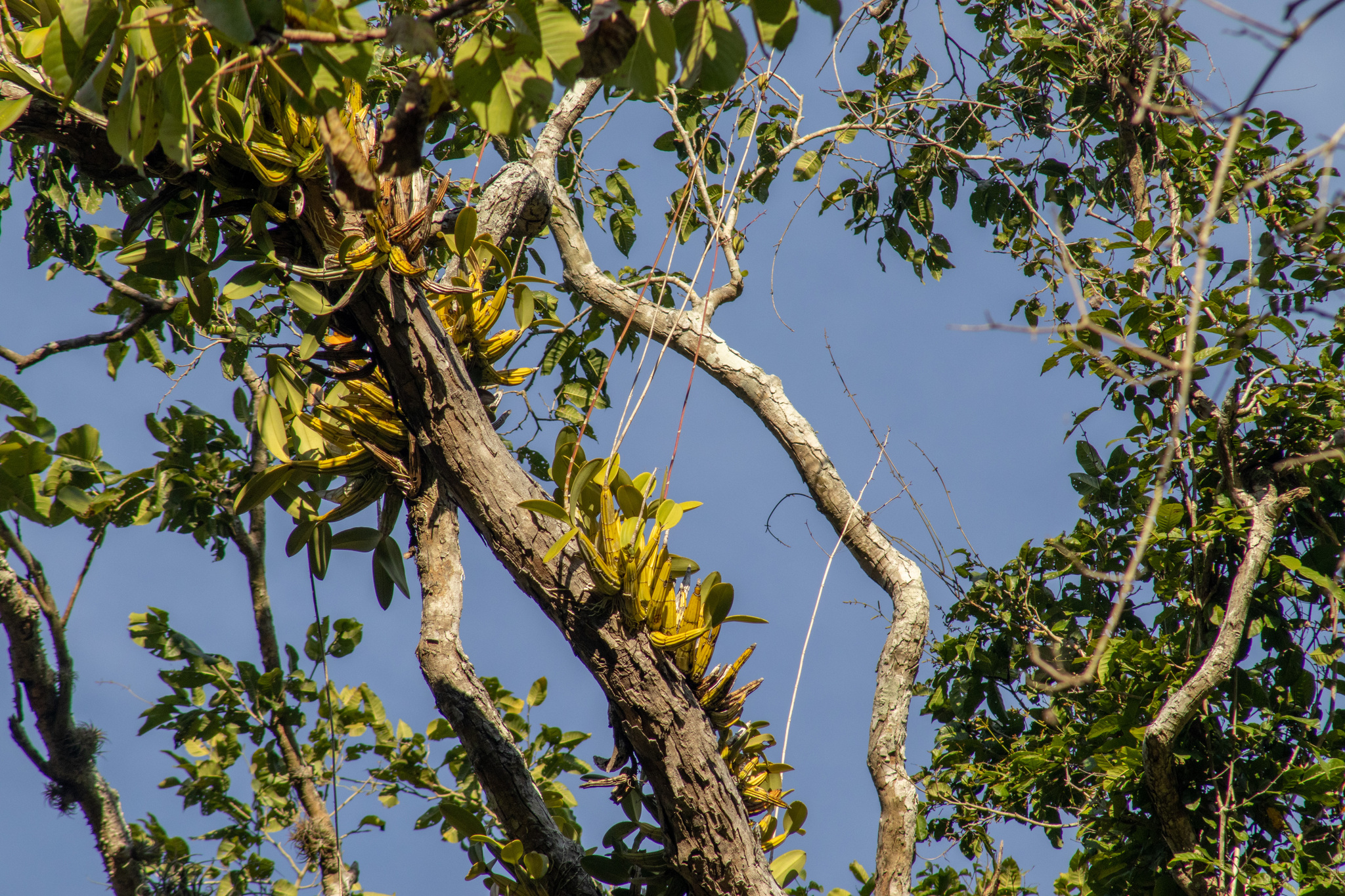 Myrmecophila galeottiana (A.Rich.) Rolfe