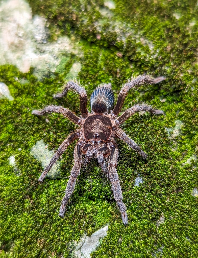 Sickius longibulbi