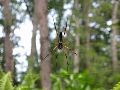 Trichonephila inaurata