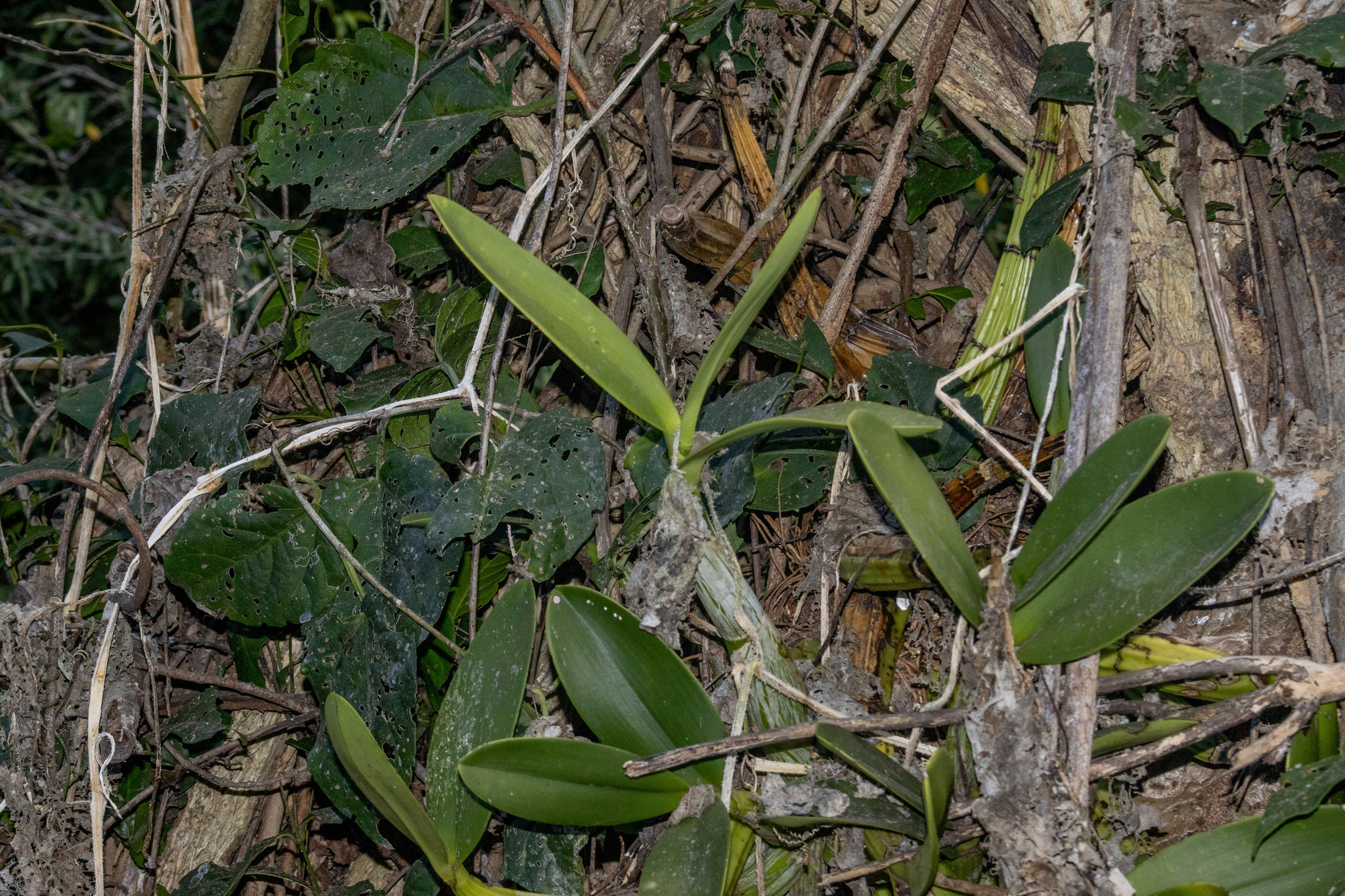Myrmecophila galeottiana (A.Rich.) Rolfe