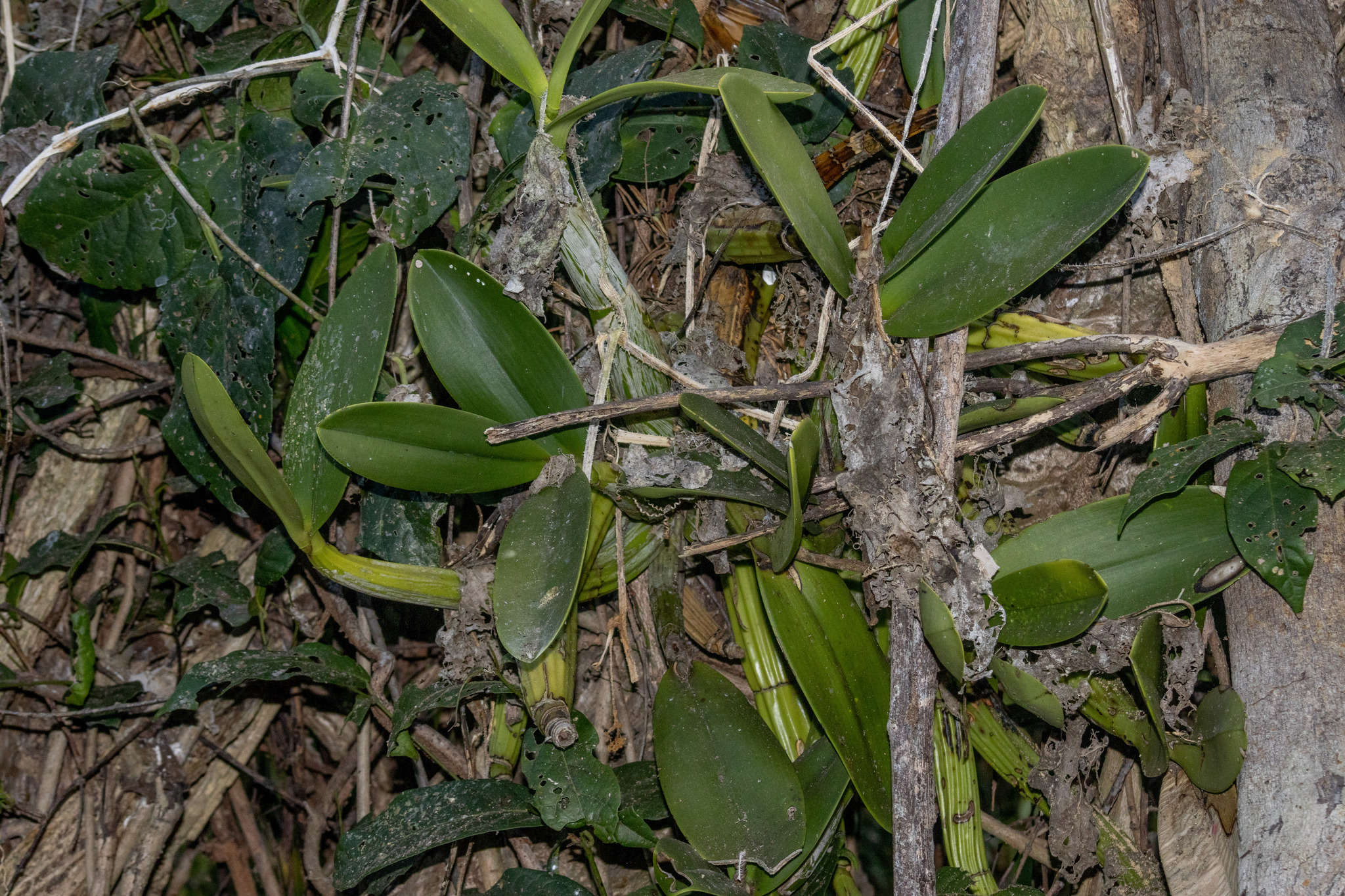 Myrmecophila galeottiana (A.Rich.) Rolfe