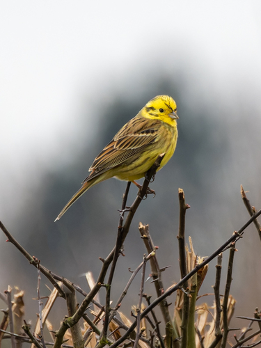 Escribano cerillo (Emberiza citrinella)