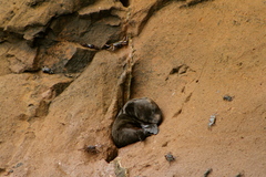 Arctocephalus galapagoensis