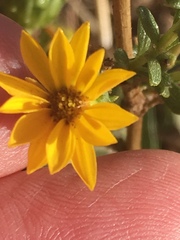 Grindelia hallii