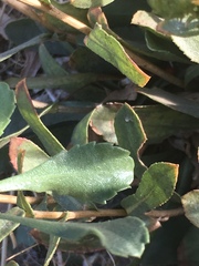 Grindelia hallii