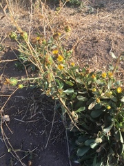 Grindelia hallii