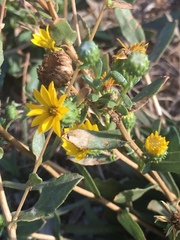 Grindelia hallii
