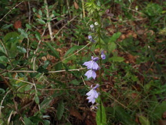 Lobelia elongata