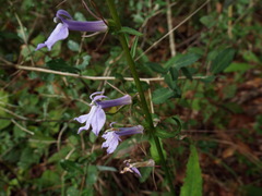 Lobelia elongata