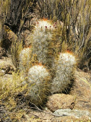Image of Oreocereus trollii by (c) Todd Boland, some rights reserved (CC BY)
