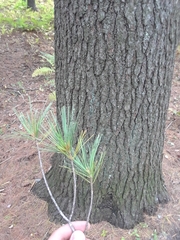 Pinus strobus