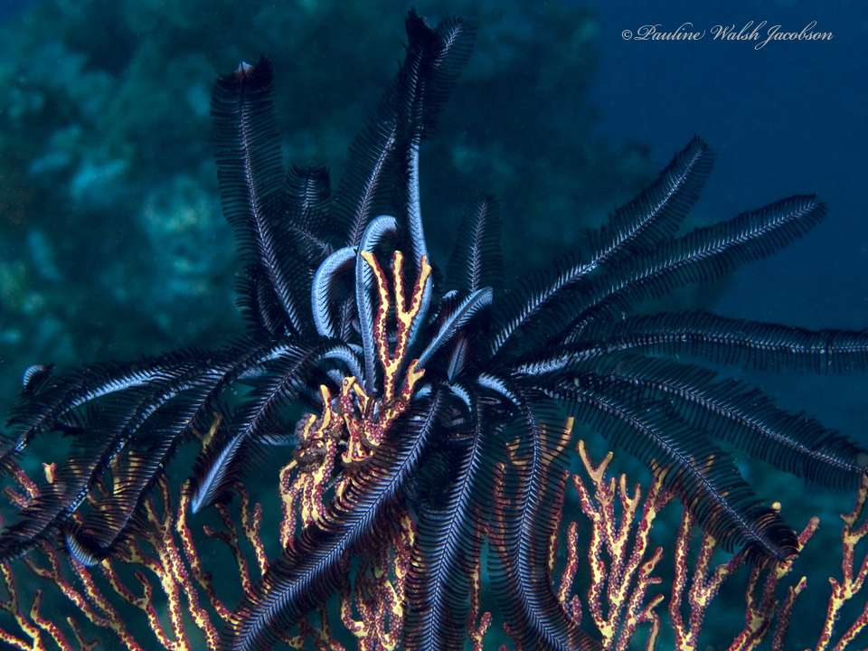 Beautiful Feather Star