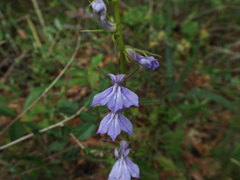 Lobelia elongata
