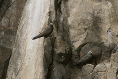 Anous stolidus galapagensis