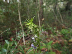 Lobelia elongata