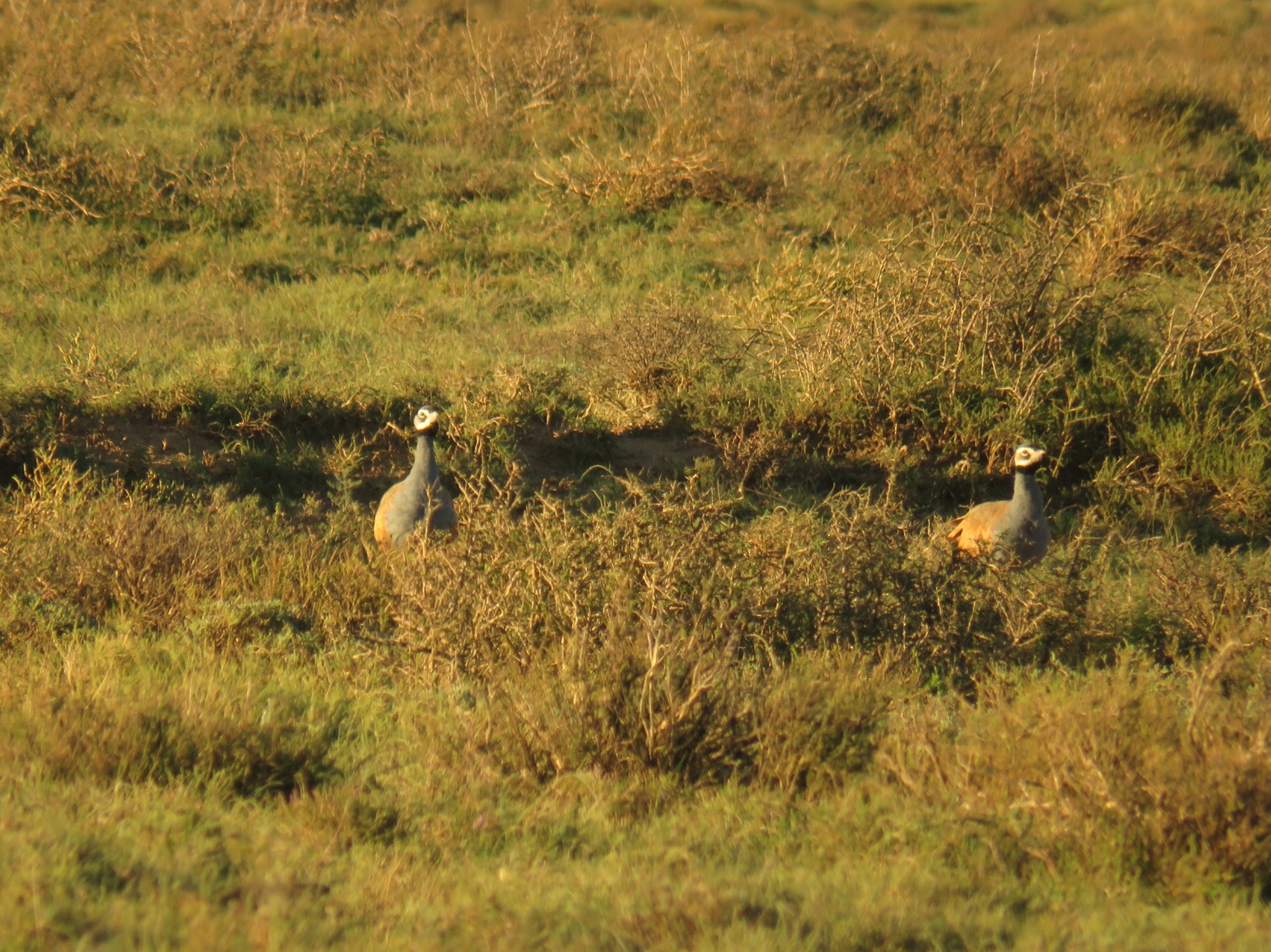 Blue Korhaan (Eupodotis caerulescens), photo 7