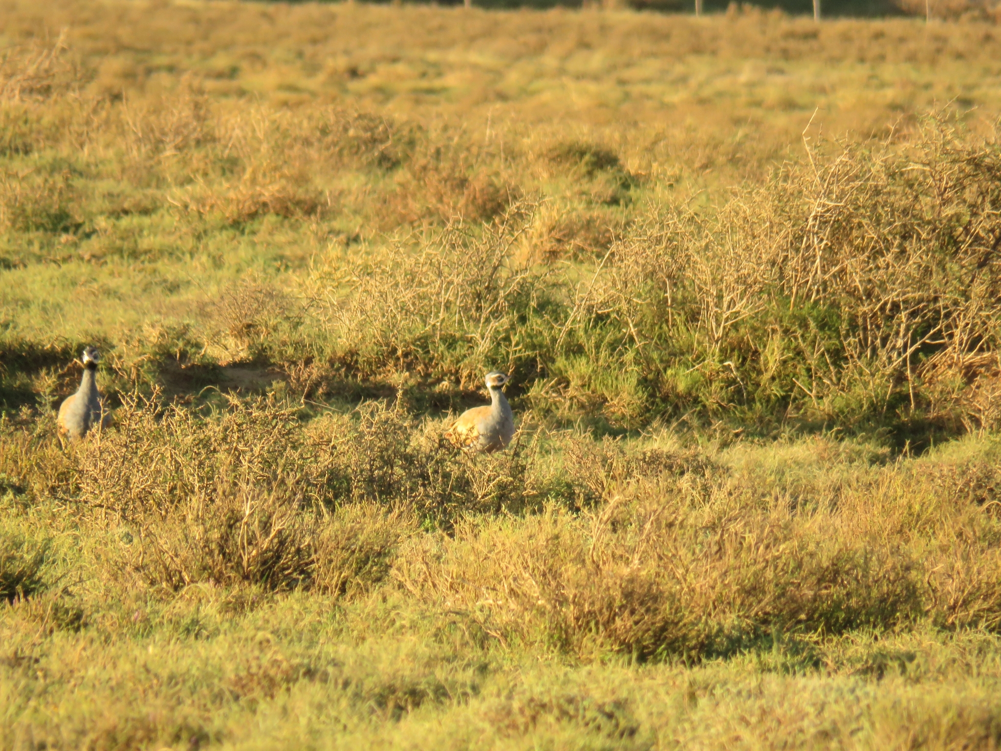 Blue Korhaan (Eupodotis caerulescens), photo 8