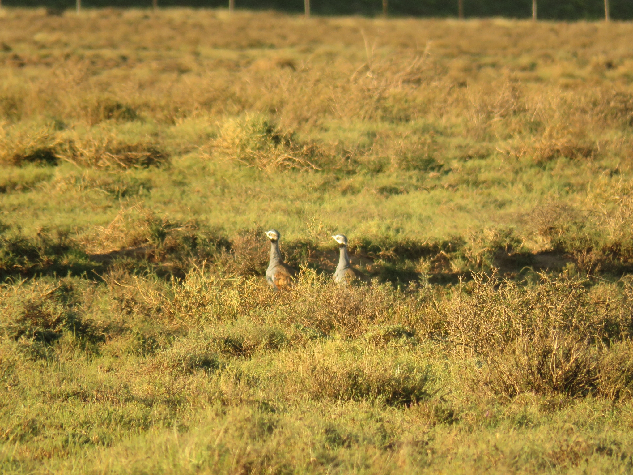 Blue Korhaan (Eupodotis caerulescens), photo 9