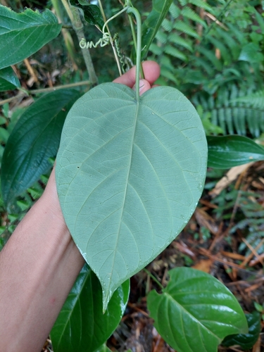 Image of Passiflora ligularis by (c) Daniel Mesa, some rights reserved (CC BY)