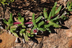 Ruschia rubricaulis