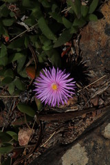Ruschia rubricaulis