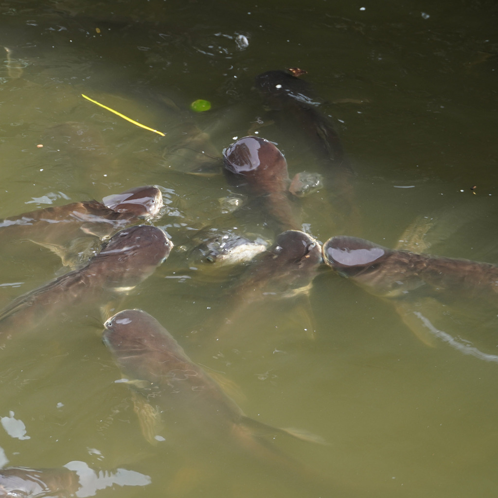 Iridescent Shark (Pangasianodon hypophthalmus)