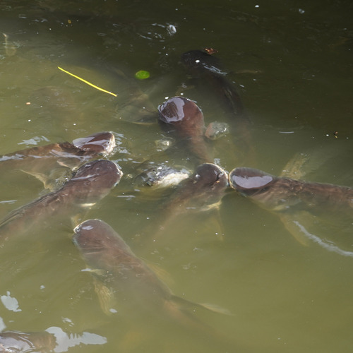 Iridescent shark-catfish (Pangasianodon hypophthalmus) — Pangasiidae — 4