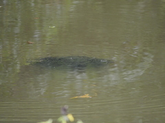 Lepisosteus oculatus
