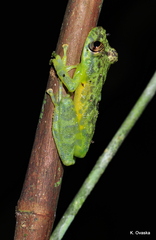 Scinax cruentomma