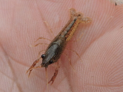 Procambarus simulans