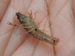 Procambarus simulans