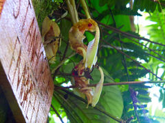 Stanhopea