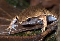 Hamptophryne boliviana