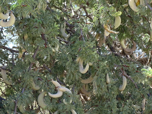 Camel Thorn