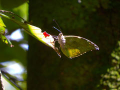 Lieinix nemesis atthis