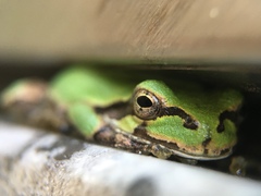 Hyla japonica