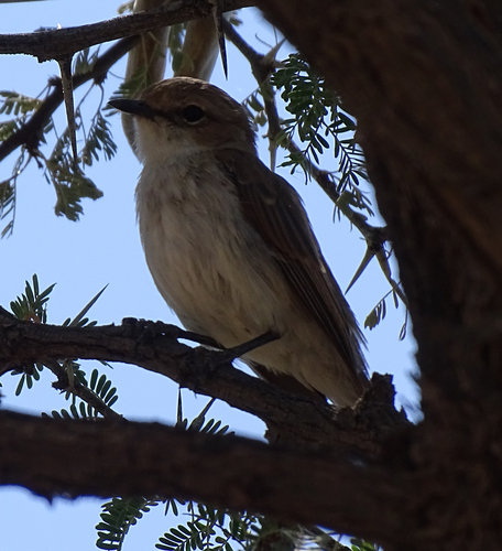 Marico Flycatcher