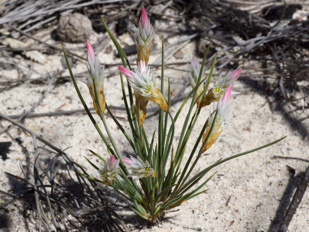 Pipe Lily