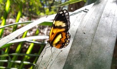 Placidina euryanassa