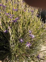 Calectasia intermedia
