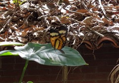 Placidina euryanassa